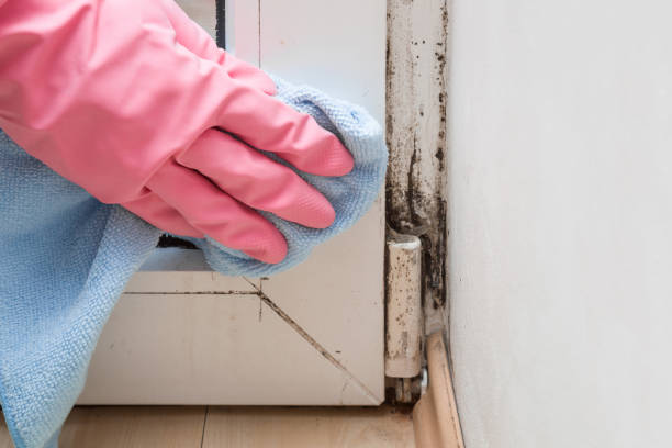 Mold Remediation for Vacation Homes in Hillsboro, ND